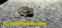 /home//u458753944/public_html/sourcegallery//Roxborough Toad Detour/2025/2025-04-26/20250426_203427.jpg